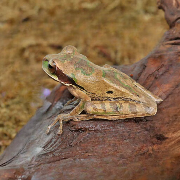 Masked Tree Frog for sale. - Image 2