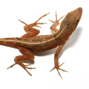 Aztec Chili Pepper Anole for sale.