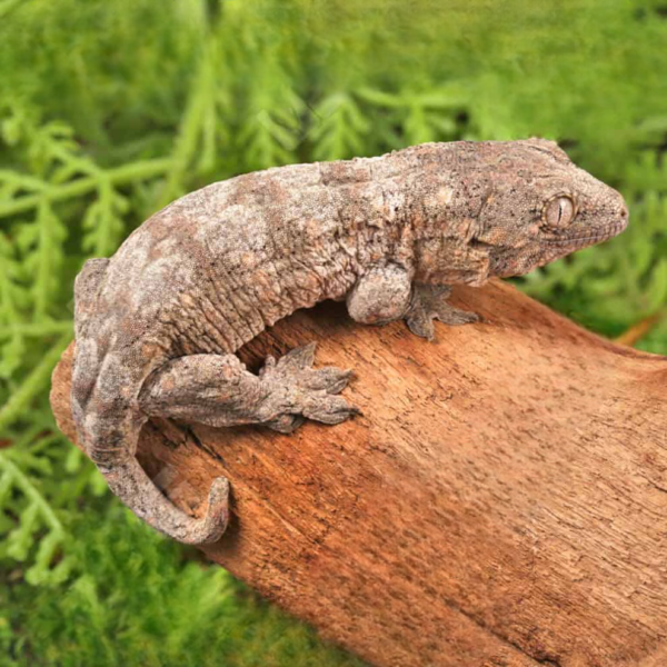 Poindimie x Mt. Khogis Leachianus Gecko