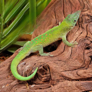 Koch’s Giant Day Gecko for sale.