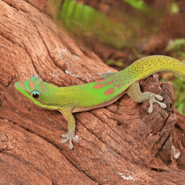 Gold Dust Day Gecko for sale. - Image 2