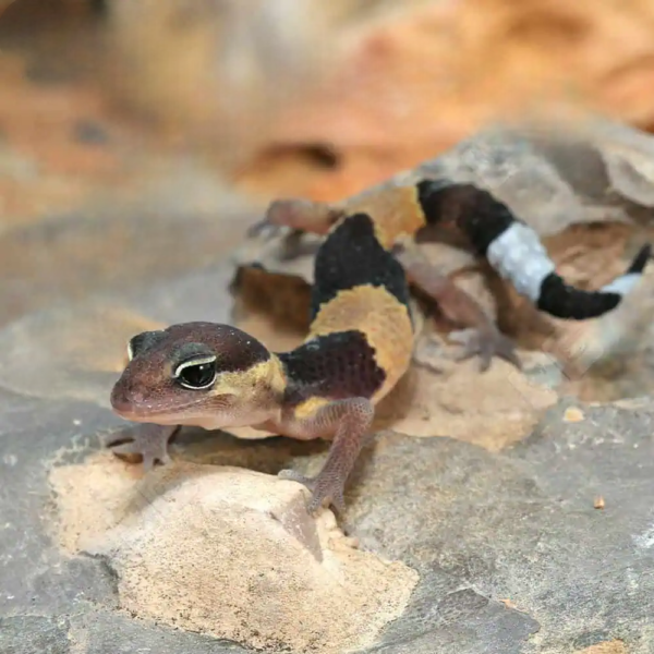 African Fat Tailed Gecko
