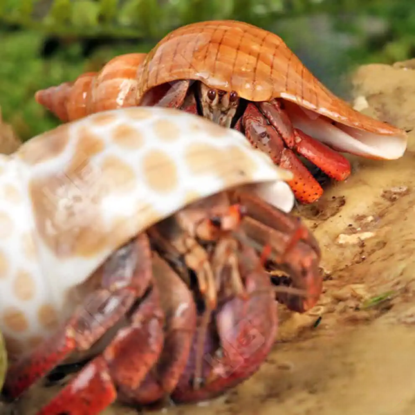Purple Pincher Hermit Crab for sale. - Image 4
