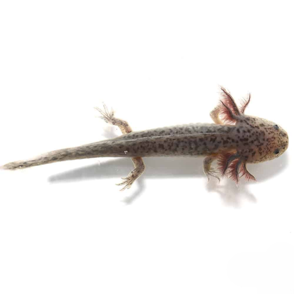 Axanthic Axolotl - Image 4