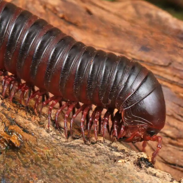 Giant African Millipede for sale. - Image 3