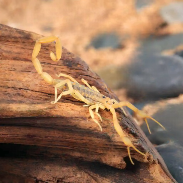 Arizona Bark Scorpion for sale.