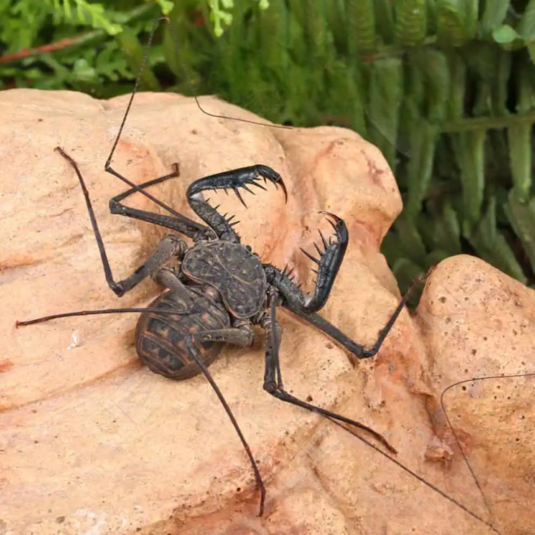 Central American Tailless Whip Scorpion - Image 2