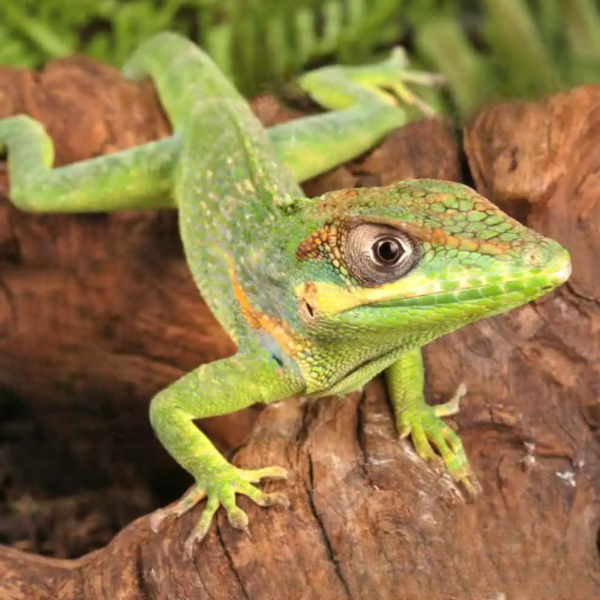 Baby Cuban Knight Anole for sale. - Image 2