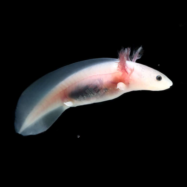 Leucistic Axolotl - Image 4