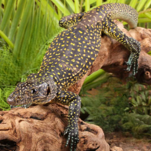 Sub Adult Blue Tail Monitor for sale.