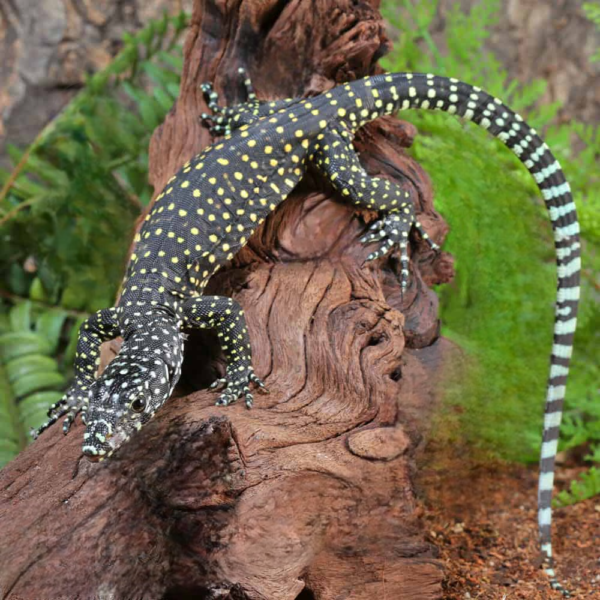 Baby Jayapura Pastel Blue Tail Monitor - Image 5