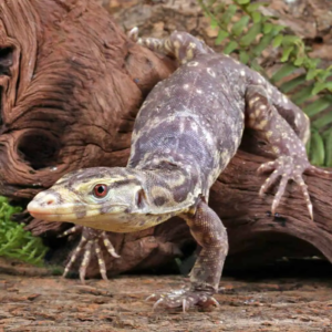 Albino Asian Water Monitor for sale.