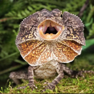 We have a Baby Frilled Dragon for sale.