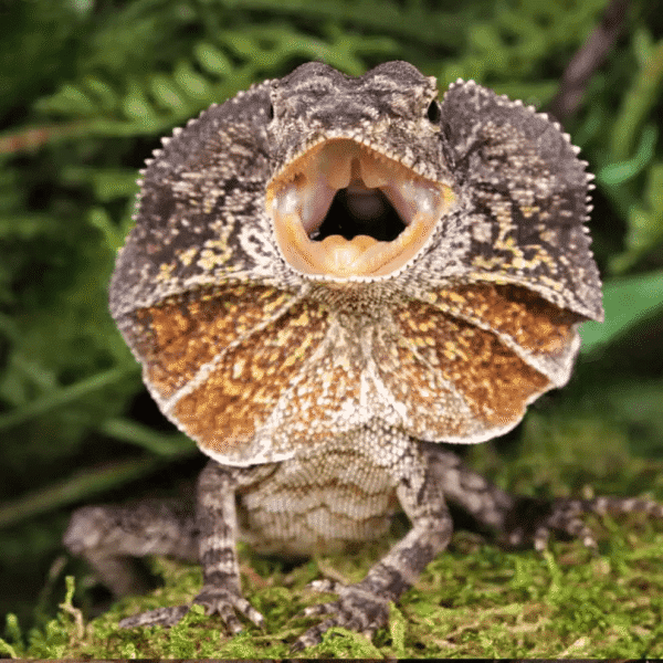 We have a Baby Frilled Dragon for sale.