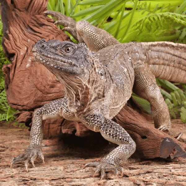 Adult Weber’s Sailfin Dragon for sale. - Image 5
