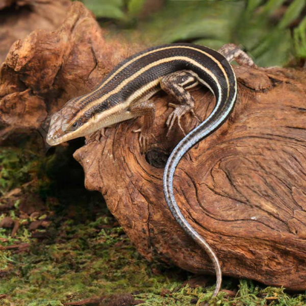 African Blue Tail Skink for sale. - Image 2