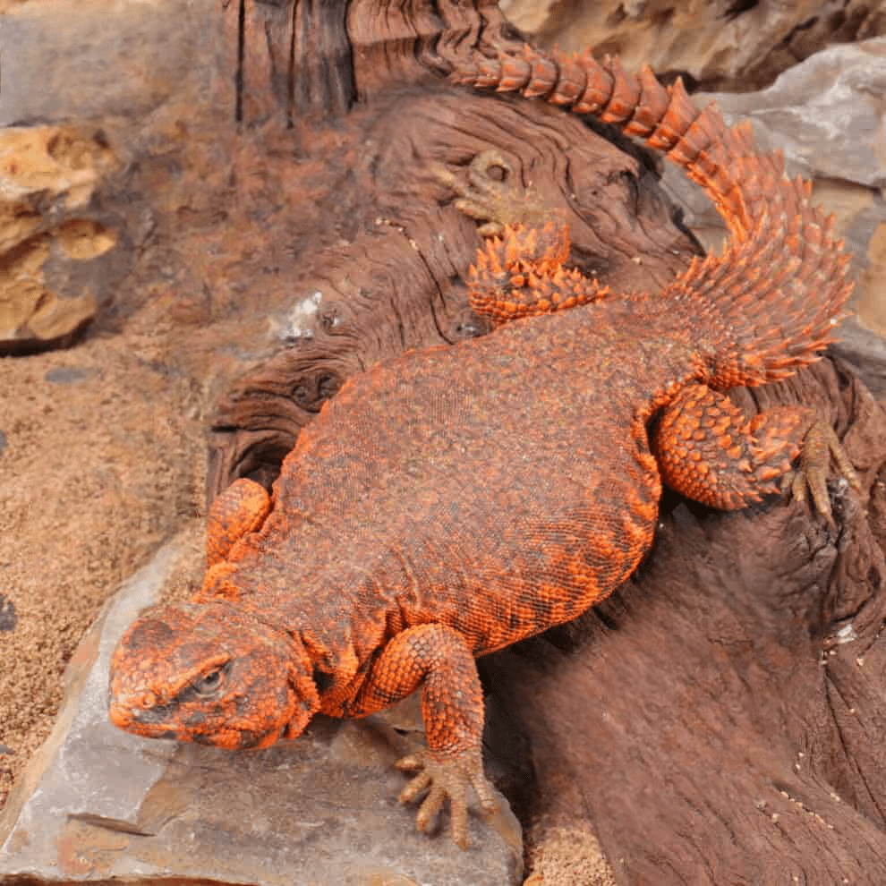 Super Red Uromastyx for sale - Image 2