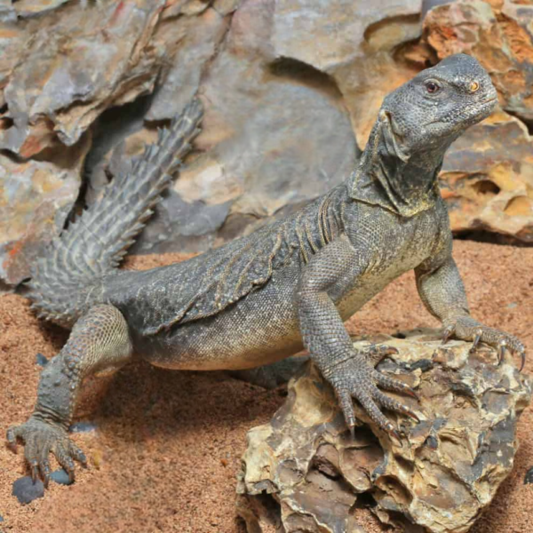 Adult Egyptian Uromastyx for sale. - Image 2