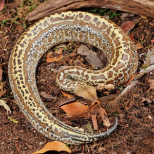 Batik Blood Python for sale.