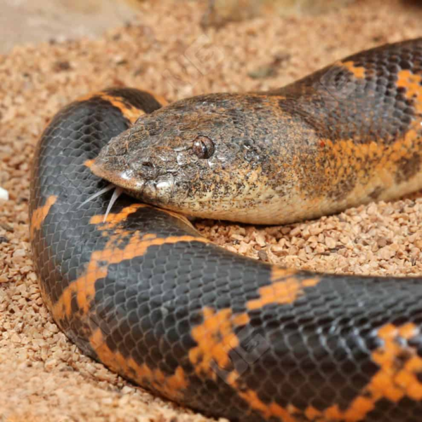 Saharan Sand Boa for sale. - Image 2