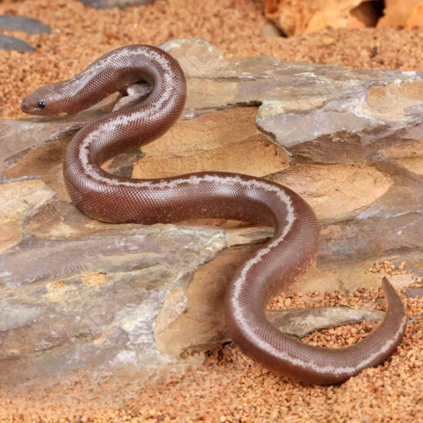 Baby Anery Striped Kenyan Sand Boa