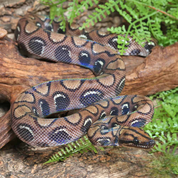 Here's Viper Boa for sale. - Image 2