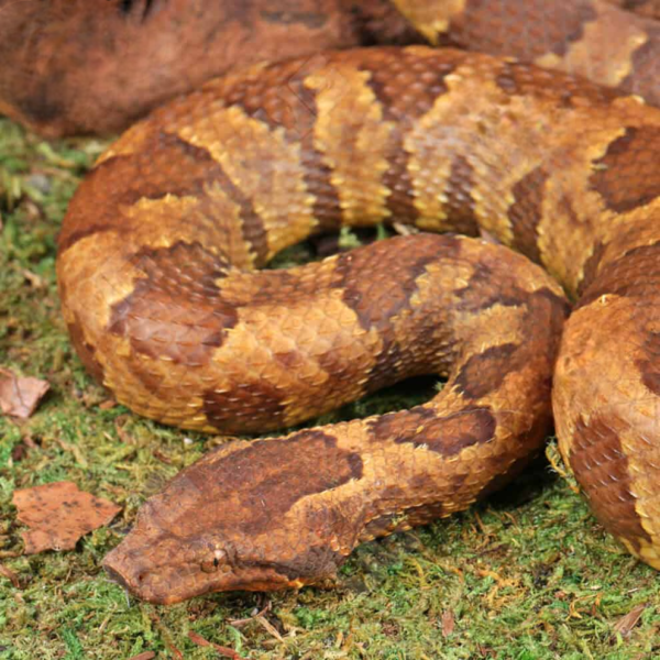 Here's Viper Boa for sale.