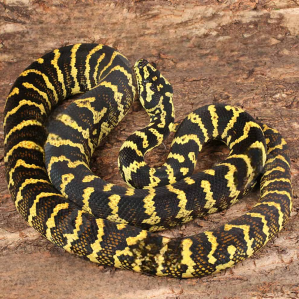 Adult High Yellow Jungle Carpet Python - Image 2