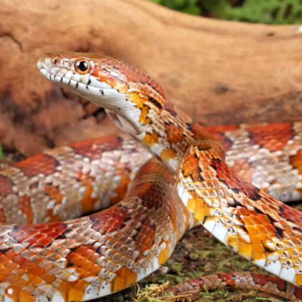 Adult Classic Cornsnake for sale. - Image 5