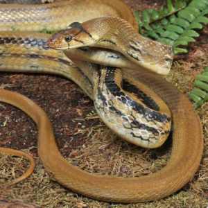 Radiated Ratsnake for sale.