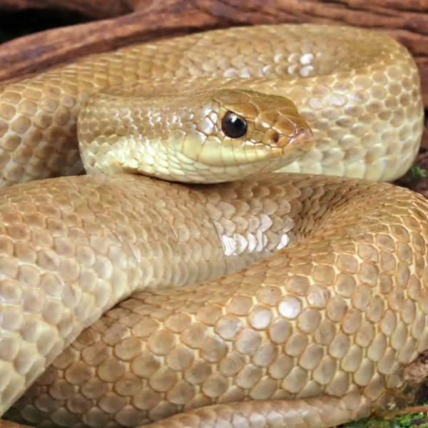 Female Madagascar Blonde Hognose Snake - Image 2