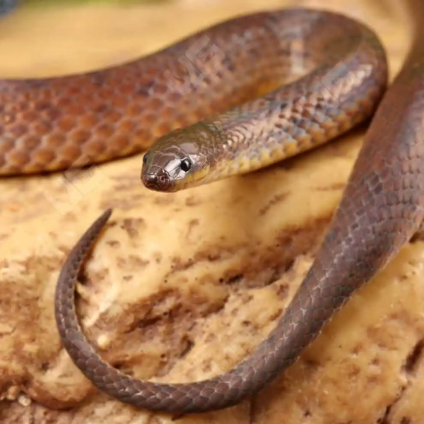 Suriname Ground Snake for sale. - Image 2