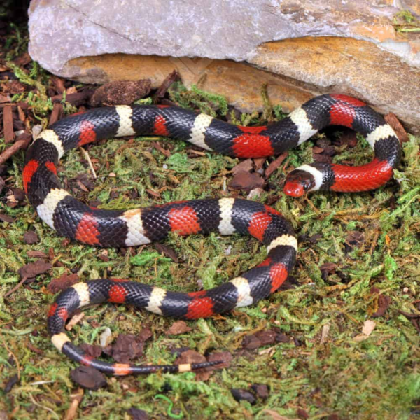 Baby Scarlet Kingsnake for sale. - Image 2