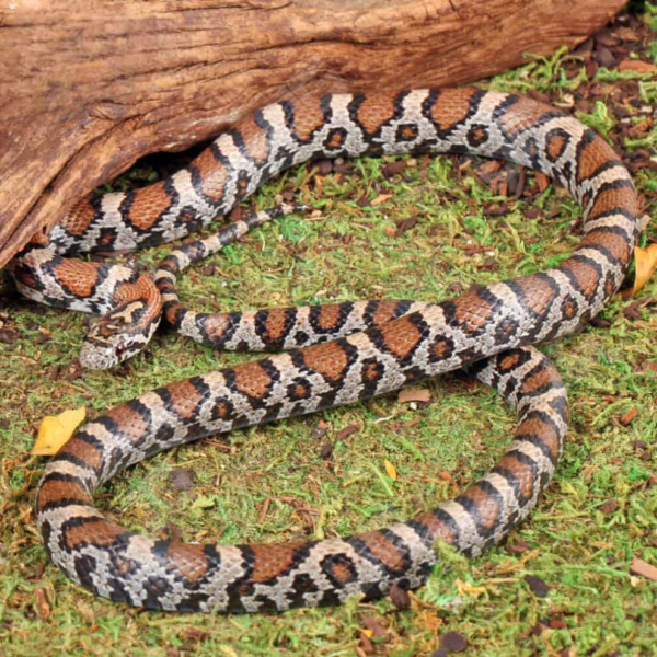 Eastern Milksnake for sale. - Image 2