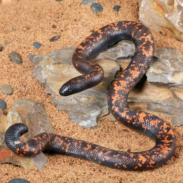 Juvenile Calabar Python for sale. - Image 3