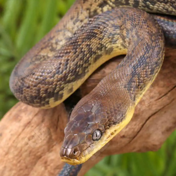Macklot’s Python for sale.
