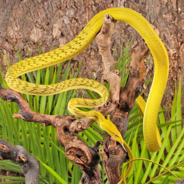 Hypo Asian Vine Snake for sale. - Image 2