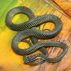 Paradise Flying Snake for sale.