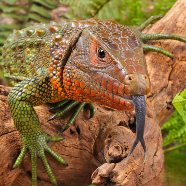Baby Caiman Lizard for sale.