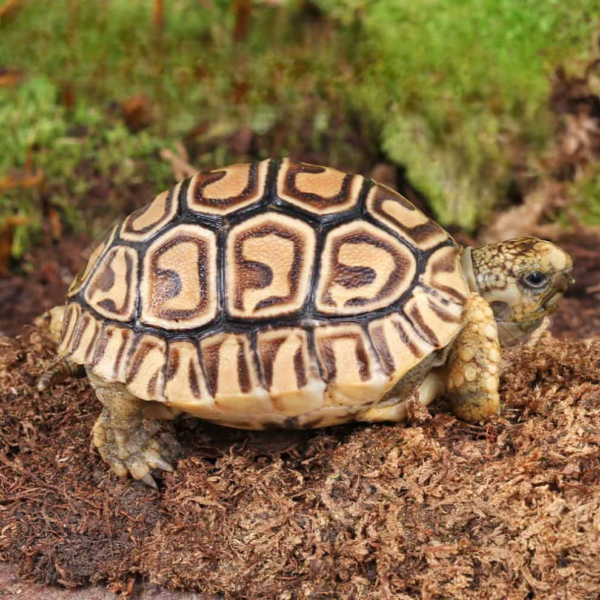 Baby Leopard Tortoise available for sale. - Image 2
