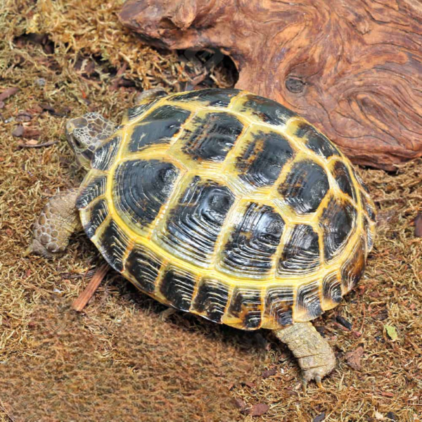 Russian Tortoise for sale. - Image 2