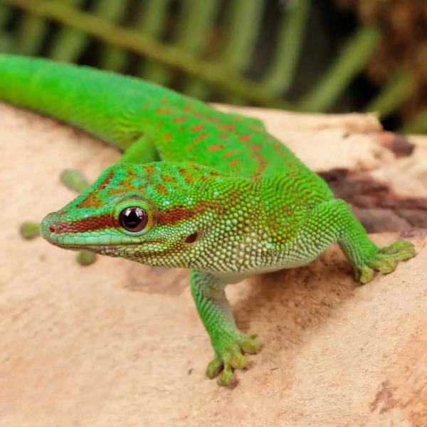 Madagascar Day Gecko - Image 4