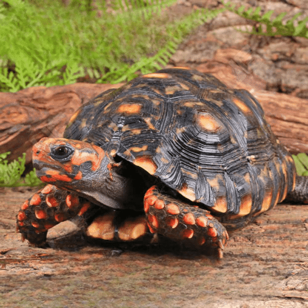 Female Sub Cherry Head Redfoot Tortoise - Image 2