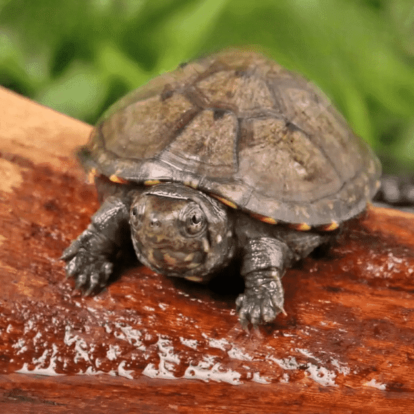 Baby Eastern Mud Turtle for sale.