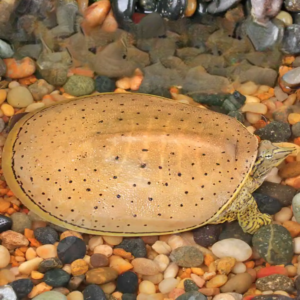 Juvenile Spiny Softshell Turtle