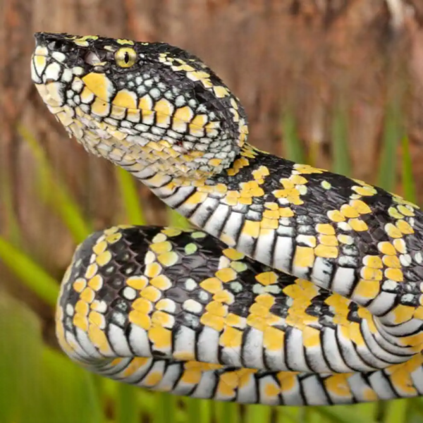 Adult Female Sulawesi Wagler’s Viper