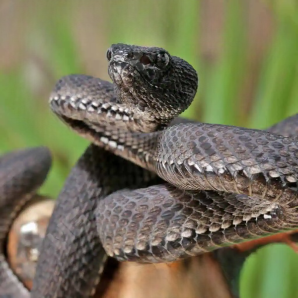 Purple Spotted Pit Viper for sale. - Image 2