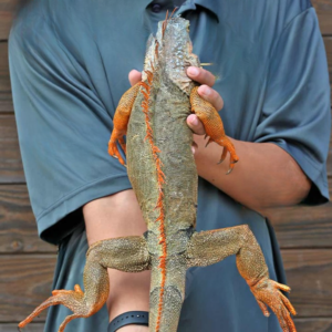 We have Green Iguana for sale.