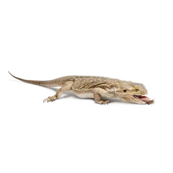 Feeder Crickets for sale. - Image 2