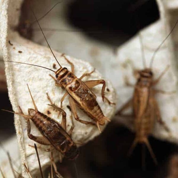 Feeder Crickets for sale. - Image 4